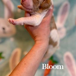 Goldendoodle Puppies from Bayshore Doodles