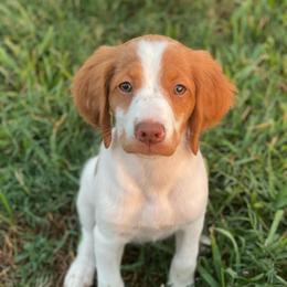 Pink Girl - White and orange female Brittany puppy in Katy, Texas from Jenvy Brittanys