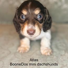 Atlas - Piebald male Dachshund puppy in Lexington, Oklahoma from BooneDox Miniature Dachshunds