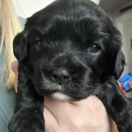 Shamrock - Black and white female Cavapoo puppy in Smithfield, Utah from Shoemaker Farm & Cavapoo Kennel