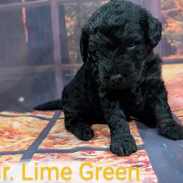 Goldendoodle, Golden Retriever, Labradoodle, and Labrador Retriever Puppies from Robertson's Retrievers and Doodles