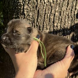 Jon Snow - Sable male German Shepherd puppy in Chino, California from BlueStone K9
