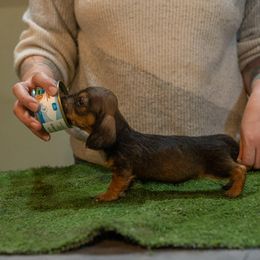 Bree - Red female Dachshund puppy in Auxvasse, Missouri from Above Par Kennels