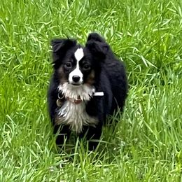 Charlie - Miniature Australian Shepherd