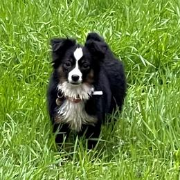 Charlie - Miniature Australian Shepherd