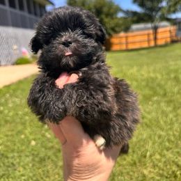 Girl 1 - Black and white female Shihpoo puppy in Clayton, North Carolina from The Snuggly Shih Poo