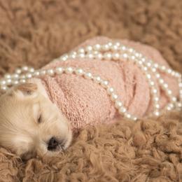 Pink Girl Toy Size - Apricot female Goldendoodle puppy in Dallas, Texas from Bishop Golden Doodles