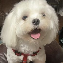 Baxter - Maltese