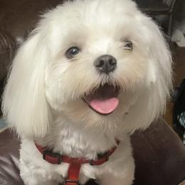 Baxter - Maltese