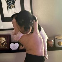 Pup B - White black and tan male Toy Fox Terrier puppy in Clermont, Florida from Debbie Hiles's Toy Fox Terriers