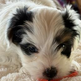 Bo - Parti male Yorkshire Terrier puppy in Summersville, Missouri from Combs’ Yorkies