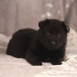 Eclipse - Black German Shepherd puppy in Hamptonburgh, New York from Uber Dem Bach German Shepherds