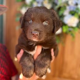Reba - Red tri-color female Australian Shepherd puppy in Turlock, California from HCA Aussies