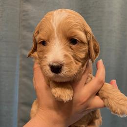 Black collar girl - Apricot female Goldendoodle puppy in Fairfield, California from Twin Sisters Doodles