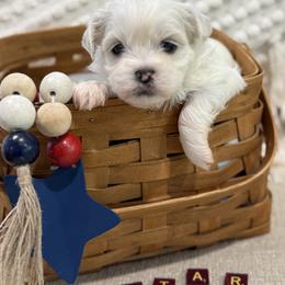 Shichon Puppies from Burton Creek Puppies