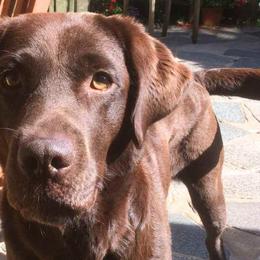 Grace - Labrador Retriever