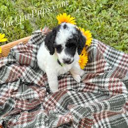 Cooper - Parti male Poodle puppy in Detroit, Michigan from QaeQaePups LLC