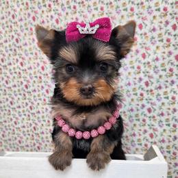 Candie - Blue and gold female Yorkshire Terrier puppy in Monticello, Iowa from Ashley’s Puppies