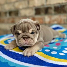 Violet - Lilac tri-color female Bulldog puppy in Hernando, Mississippi from Blues City Bulldogs