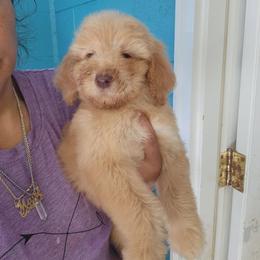 Libby - Apricot female Goldendoodle puppy in Milwaukwe, Wisconsin from Wisconsin Doodles
