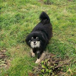 Sweetheart - Pomeranian