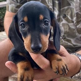 Maxx - Black and tan male Dachshund puppy in Nashville, Georgia from Riverside Dachshund