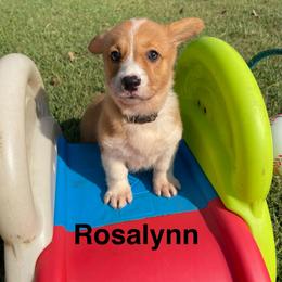Rosalynn - Red female Pembroke Welsh Corgi puppy in Apison, Tennessee from Ashmore Corgis