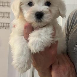 Beckham - White male Coton de Tulear puppy in Sun Prairie, Wisconsin from Firebird Show Dogs