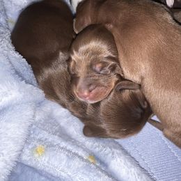 Dachshund Puppies from Willow’s Legacy