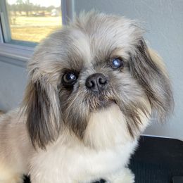 Archie - Shih Tzu