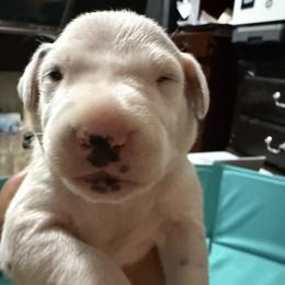 Stitch - White and liver brown male Dalmatian puppy in Hastings, Florida from Love My Spotty Dalmatians
