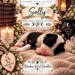 Solly - Black and white male Sheepadoodle puppy in Moreno Valley, California from Rainbow SoCal Doodles
