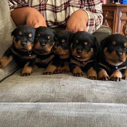 Pomsky, Rottweiler, Shetland Sheepdog, and Toy Shetland Sheepdog Puppies from Mountain High Kennels