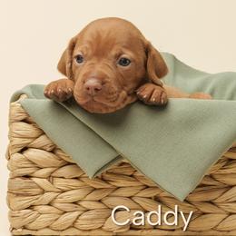 Caddy (pink collar) - Golden rust female Vizsla puppy in Alvord, Texas from Tequila Kennels