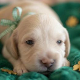 Apollo - Cream male Dachshund puppy in Mesa, Arizona from Dach Army LLC