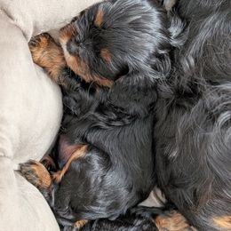 Cavalier King Charles Spaniel Puppies from The Kings Cavaliers