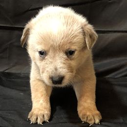 L61-03 - Red speckled male Australian Cattle Dog puppy in Sheridan, Oregon from 6pk Cattledogs