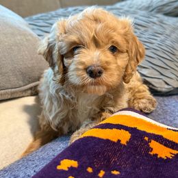 Penny - Red roan female Cockapoo puppy in Williamston, South Carolina from Sassy Bob’s Dogs