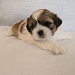Moose - Gold and white male Shih Tzu puppy in Providence, Rhode Island from All4Paws