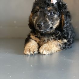 Bernedoodle and Goldendoodle Puppies from TurkeyCreek Doodles