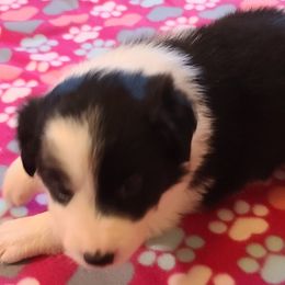 Border Collie Puppies from Sherry's Border Collies
