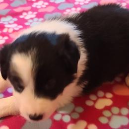 Border Collie Puppies from Sherry's Border Collies