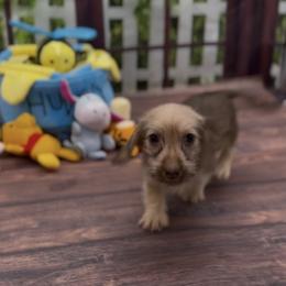 Chocolate Based Cream Wirehair Female - Cream female Dachshund puppy in Killeen, Texas from Southern Dachshunds