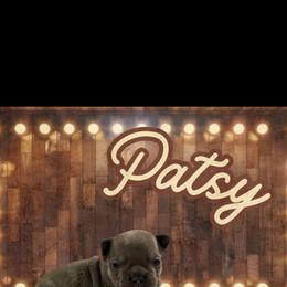 French Bulldog Puppies from Family Farm Frenchies