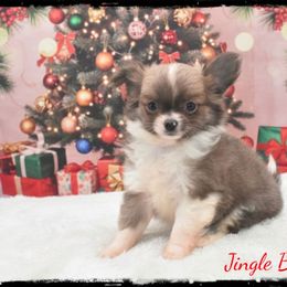 Jingle Bell - Blue fawn female Chihuahua puppy in Demorest, Georgia from Sourpatch Chihuahuas