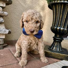 Finn - Apricot male Goldendoodle puppy in Sanford, Florida from Florida Coast Golden Doodles