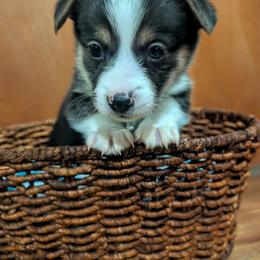 Boy 2 - Black and white male Cardigan Welsh Corgi puppy in Chehalis, Washington from Triple B Corgis