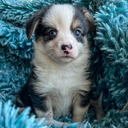 Anakin - Black and white male Companion Cross puppy in Helmville, Montana from CKO Country Road Aussies