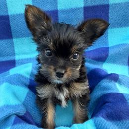 Gizmo - Black and tan male Yorkshire Terrier puppy in Palm Coast, Florida from Fiesta Pups