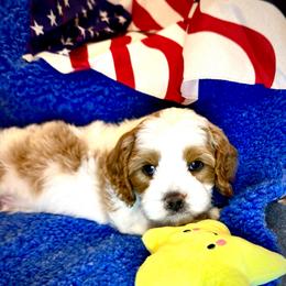 Boy 2 Atlas - Blenheim male Cavapoo puppy in Bountiful, Utah from PJs Puppy Love